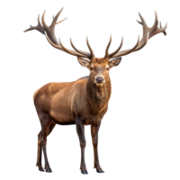 Irish elk standing with large antlers on transparent background png