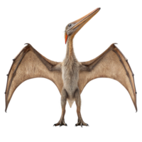 Pteranodon with open wings standing and looking up on transparent background png
