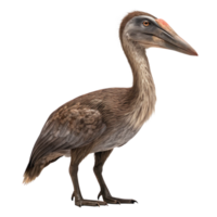 Hatzegopteryx standing on transparent background, profile view png