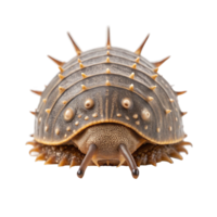 Wiwaxia, slug like armor plated crawler isolated on transparent background png