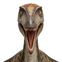 Dimorphodon, early pterosaur, opening its beak on transparent background png