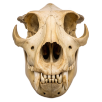 Uintatherium skull fossil isolated on transparent background png