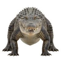 Purussaurus, miocene caiman crocodile walking isolated on transparent background png
