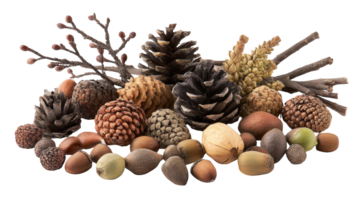 Pine cones, nuts, and branches creating a natural autumn still life on transparent background png