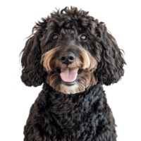 A happy poodle portrait on transparent background png