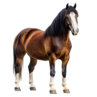 Standing brown horse art on transparent background png