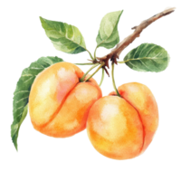 Apricots on a branch on transparent background png