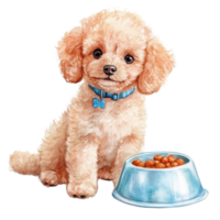 A poodle with food bowl on transparent background png