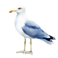 A standing white seagull on transparent background png