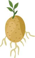 Sprouting Potato with Roots and Leaves vector