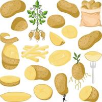 Various Forms and Stages of Potatoes vector