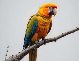 Perching Parrot with Colorful Feathers on Branch photo