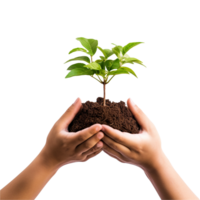 Transparent backdrop with cupped hands holding a green sapling ideal for environmental campaigns png