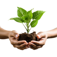 Minimalist image of hands cradling green plant on transparent background for use in ecological marketing and clean living visuals png