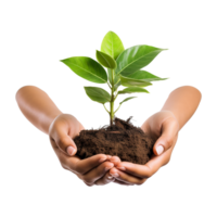 Nature preservation concept with hands and seedling on transparent background for eco visuals png