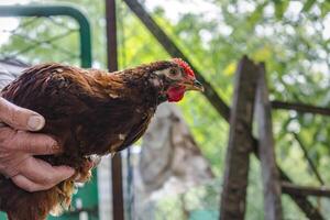 Chicks turned into little chickens in a garden, pullus, domestic photo