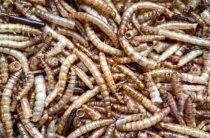 Close-up macro image of dried mealworms, commonly used as high-protein feed for reptiles, birds, and exotic pets, and also gaining popularity as a sustainable source of protein for human consumption photo