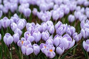 A beautiful close-up view of a blooming field of light purple crocuses in early spring photo