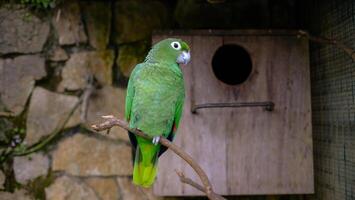 A green parrot perches alone on a branch in front of a wooden nesting box inside an aviary photo