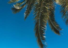 Minimalist tropical background with palm tree fronds silhouetted against a clear blue sky. Perfect for summer, vacation, beach vibes, or travel-related concepts photo