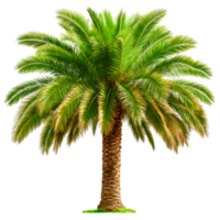 Lush Green Palm Tree Ideal for Tropical Themes png