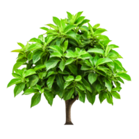 Lush Green Foliage of a Vibrant Tree with Abundant Leafy Growth and Strong Structure png