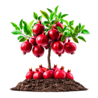 Vibrant Pomegranate Tree Surrounded by Fresh Ripe Fruits on Heap of Rich Soil png