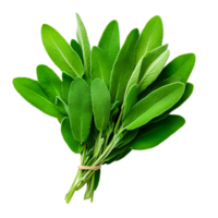 Fresh Green Sage Leaves Bundle with Vibrant Color and Natural Texture png