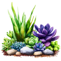 Vibrant Succulent Garden with Diverse Greenery and Colorful Plants on png
