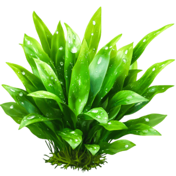 exuberante verde folhagem com água gotas em vibrante folhas para natureza fundo png