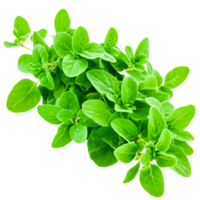 Fresh Oregano Leaves on for Culinary and Herbal Use in Cooking png