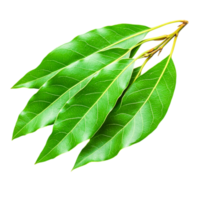 Fresh Green Leaves of Bay Tree for Culinary Use and Natural Decoration png
