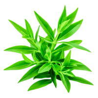Fresh Green Leaves with Vibrant Texture for Natural and Organic Concepts png