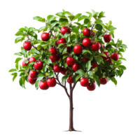 Lush Apple Tree Loaded with Bright Red Apples in Vibrant Green Foliage png