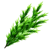 Lush Green Fern Leaf for Nature and Botanical Themes png
