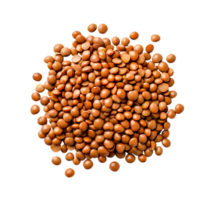 closeup View of Healthy Brown Lentils Piled for Culinary Use png