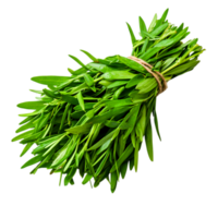 Fresh Aromatic Green Herb Bunch Tied with Natural Twine for Culinary Use png