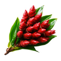 Vibrant Red Flower Cluster with Lush Green Leaves in Natural Light Setting png