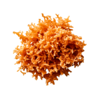 Vibrant Coral Reef Texture in Bright Orange Color with Intricate Patterns and Shapes png