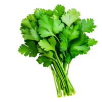 Fresh Green Coriander Herb Bunch on for Culinary Use and Recipes png