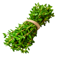 Fresh Bundle of Green Thyme Herbs on with Natural Texture Detail png