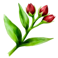 Fresh Red Flower Buds on Green Stem with Leaves in Watercolor Style Illustration png