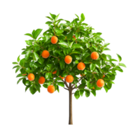 Lush Orange Tree with Ripe Fruiting Oranges in a Vibrant Green Foliage Background png