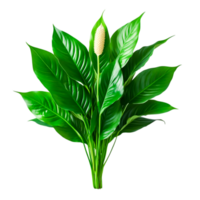 Vibrant Green Leaves with Unique Flower Spike Emerging from the Center of the Foliage png