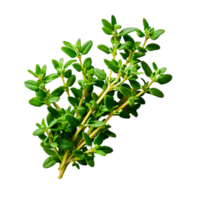 Fresh Green Thyme Herb Bundle with Vibrant Leaves for Culinary Uses and Decoration png