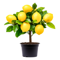 Vibrant Lemon Tree with Fresh Yellow Lemons in a Black Pot on png
