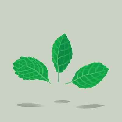 Mint leaf graphic design illustration