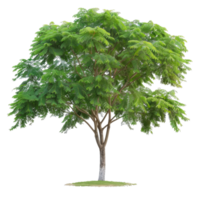 Tree With Green Leaves, Summer Foliage, And Branching Structure png