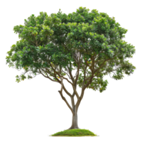 Lush Green Tree With Intricate Branching For Design Elements png