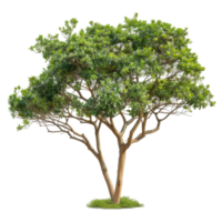 Green Lush Tree With Transparent Background For Compositing png